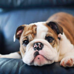A small bulldog sitted